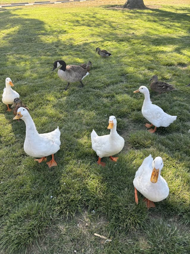 duckies